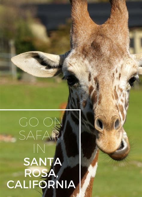 Go on Safari in Santa Rosa, CA - No Back Home