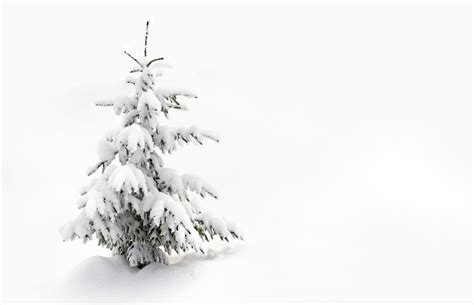 C Mo Sobreviven Las Plantas Bajo La Nieve