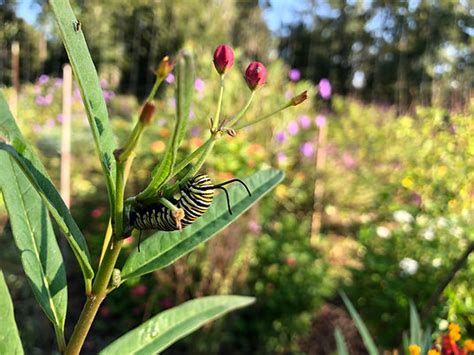 Milkweed Identification Guide | monarchhealth