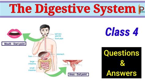 The Digestive System Question And Answers Class4 Digesting Food Q And A Food And Digestion Q