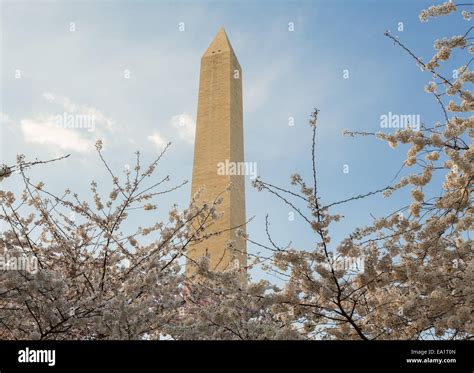 Washington Monument Towers Above Blossoms Stock Photo Alamy