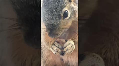 Mimi The Squirrel Eating Walnut Youtube