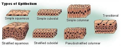 Animal Tissue Types & Structures | What are the Types of Tissue in ...