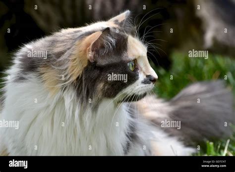 Beautiful Calico Cat Playing Outside Stock Photo Alamy