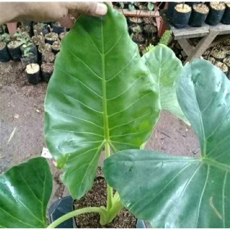 Jual Tanaman Hias Daun Sente Hijau Tanaman Hias Sente Hijau Shopee