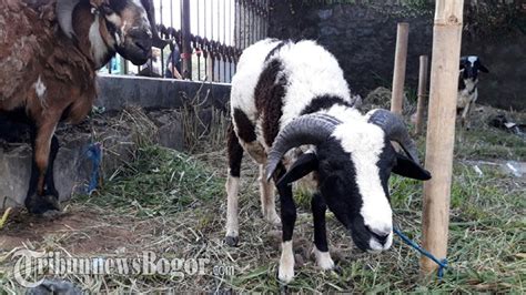 Jadi Hewan Kurban Langganan Tiap Idul Adha Ini Perbedaan Kambing Dan