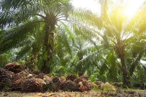 Palmolie Is Slecht Voor De Natuur Maar Niet Zo Slecht Resource Online