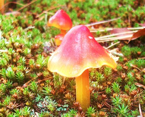 Mushroom Free Stock Photo - Public Domain Pictures