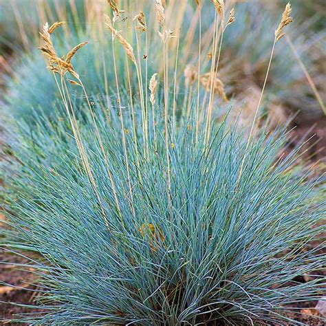 Festuca Glauca - horti.co.za shop