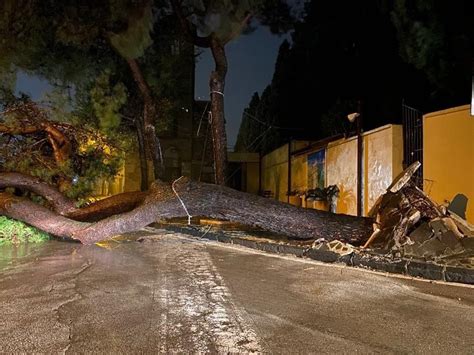 MALTEMPO PINO CADE E OSTRUISCE LA STRADA A FORMIA Latina TU