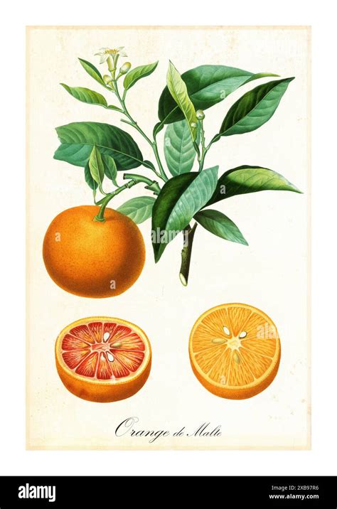 Colorful Vintage Botanical Illustration Of Orange Tree Branch With