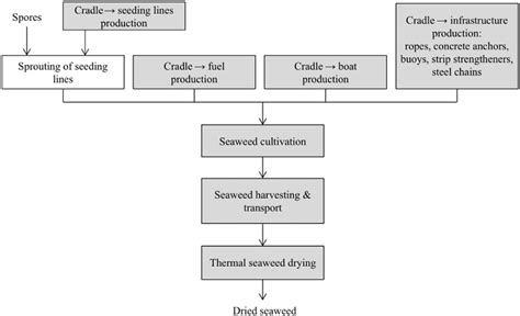 Dried Seaweed Production System The Processes In The Grey Shaded Boxes