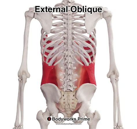 External Oblique Muscle Anatomy Bodyworks Prime