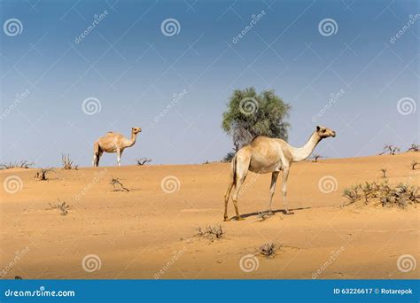 Camelos No Deserto Imagem De Stock Imagem De Exterior 63226617