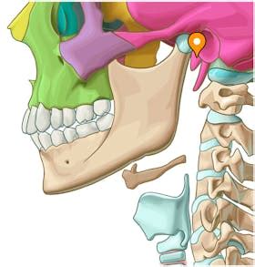 Petrotympanic fissure - e-Anatomy - IMAIOS