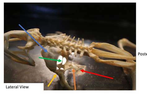 Lithobates 2 lateral pectoral Diagram | Quizlet