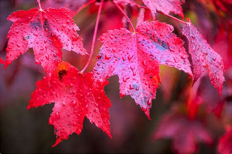 Canadian Maple Syrup - The Canadian Nature Photorapher