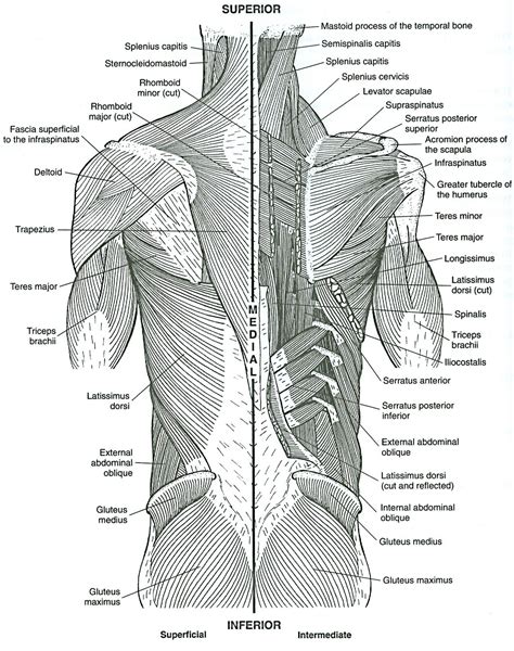 Printable Coloring Page Posterior View Gluteus Maximus Medius Muscles Annalisetuduke