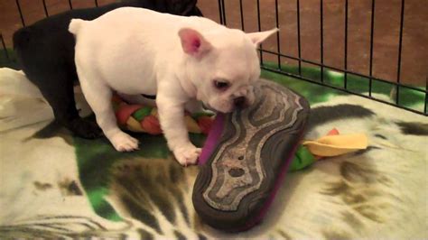 5 Week Old French Bulldog Puppies Youtube