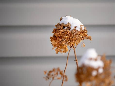 How to Protect Hydrangeas in Winter