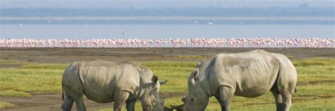 10 Best Nakuru Hotels, Kenya (From $42)