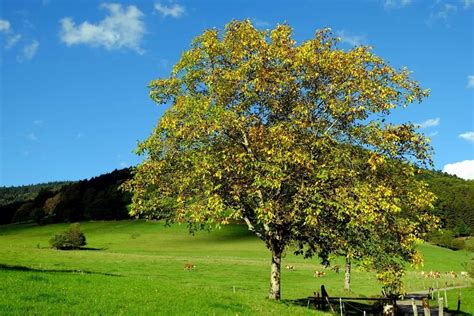 Imagen Gratis Agr Cola Rural Paisaje Rbol Hierba Rural