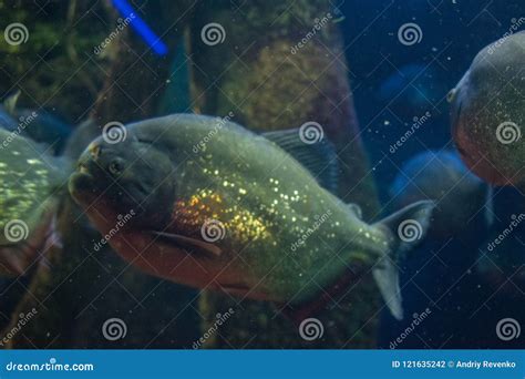 Piranha In The Deep Water Stock Photo Image Of Parana 121635242