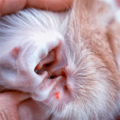 DETECTA y TRATA Ácaros en Gatos GUÍA Esencial