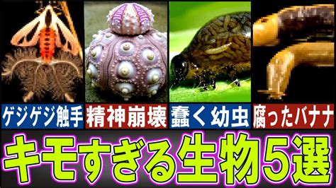 【超閲覧注意】あまりに気持ち悪い生き物5選【ゆっくり解説】【動物おもしろ雑学】 Youtube