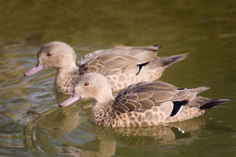 Pair Of Rare Bernier S Teal Anas Bernieri Stock Image Image Of Birds