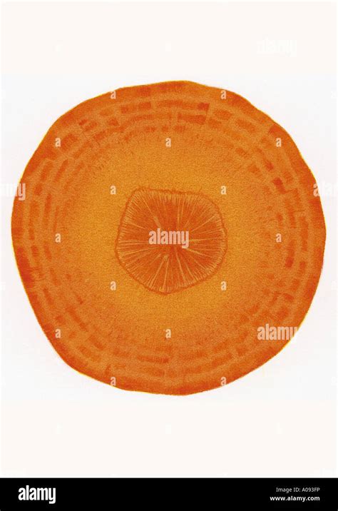 Illustration Cross Section Carrot Hi Res Stock Photography And Images