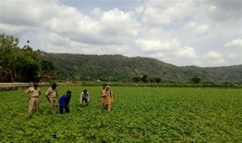 Hasilkan Keuntungan Berlipat Petani Klaten Tanam Kacang Hijau Di Musim