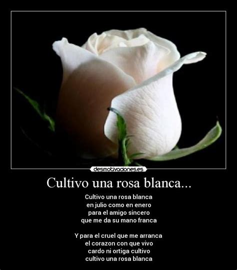 CULTIVO UNA ROSA BLANCA EL MUNDO DE ATLANTIDA Gabitos