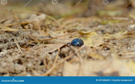 Close Up Of An Earth Boring Dung Beetle Geotrupidae On The Forest Floor