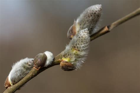 Premium Photo Close Up Of Pussy Willow Growing Outdoors