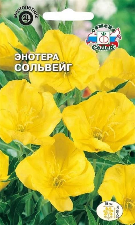 Семена Энотера Сольвейг: описание сорта, фото - купить с доставкой или ...