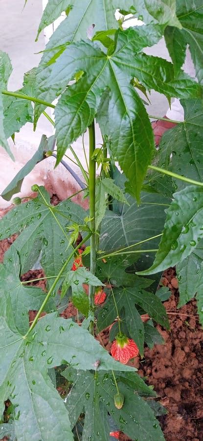 Abutilon Pictum Or Striatum Chinese Lantern Plant Stock Image Image