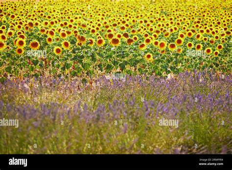 Lavender And Sunflower Fields In The Middle Of July Near Valensole