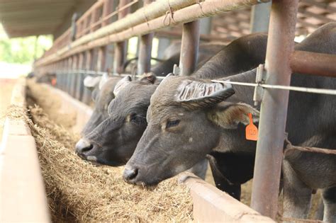 New Voice For Nt Buffalo Industry As Exports Surge Beef Central