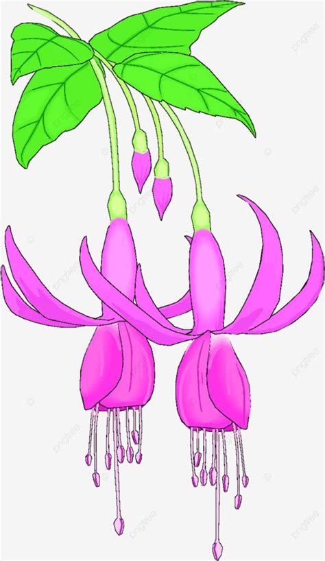 Flower Plant Vector Art PNG Fuchia Flower Flowers Plant Plants Nature