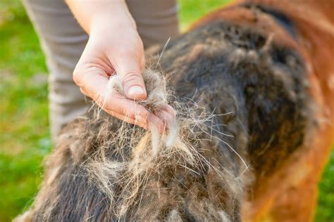 Por Qu Mi Mascota Muda De Pelo En Oto O Consumer