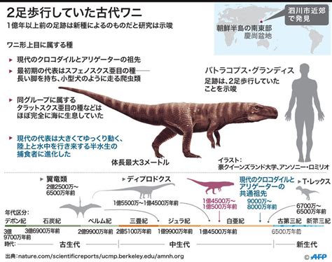 古代ワニ、「綱渡り」のように二足歩行 研究 写真4枚 国際ニュース：afpbb News