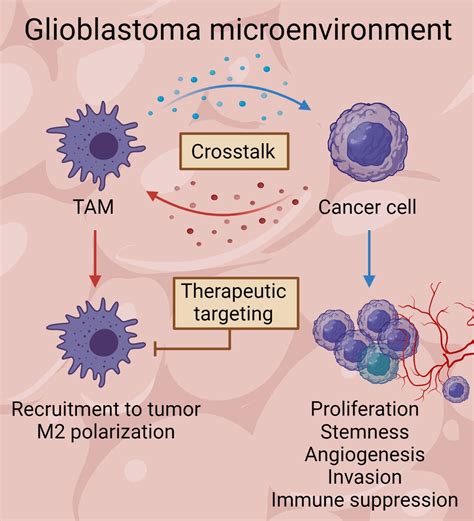 Cancers Free Full Text Tumor Associated Microglia And Macrophages