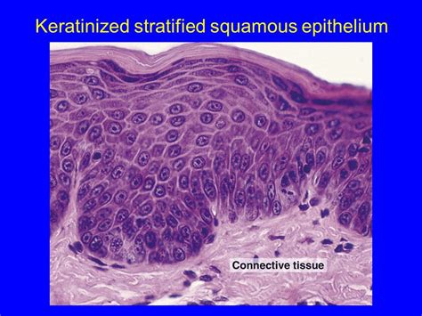 bsm allh alrhmn alrhym epithelial tissue  epithelial membranes