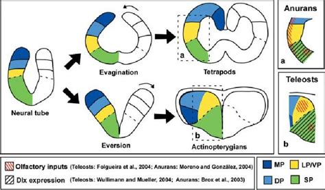 17 Best images about Brain Evolution on Pinterest | List of animals, Human evolution and Physiology