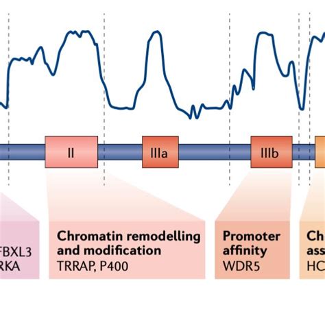 1 Schematic overview of MYC protein domains and their canonical ...