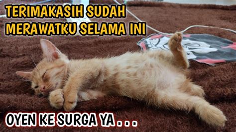 INNALLILAHI WA INNALILAHI ROJIUN KUCING OYEN TIDAK TAHAN LAGI