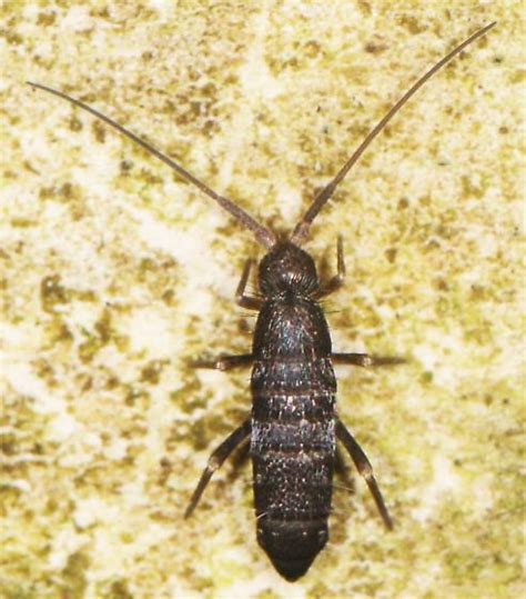 Tomoceridae Pogonognathellus Dubius Bugguidenet