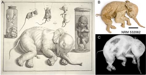 Family Elephantidae (organism) | Semantic Scholar