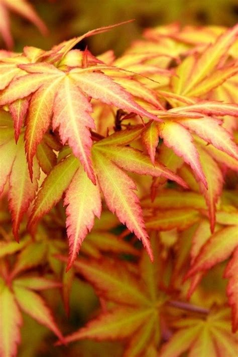 Japanese Maple Tree Yellow Leaves - agnes-siimpliiciity